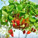 Земляника ремонтантная (крупноплодная) ампельная Сирафин, 5 саж. № 2