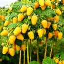 Малиновое дерево Голд № 1