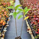 Гортензия метельчатая горшечная Скайфолл № 2