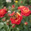 Роза спрей с переменчивой окраской Чили Клементина № 2