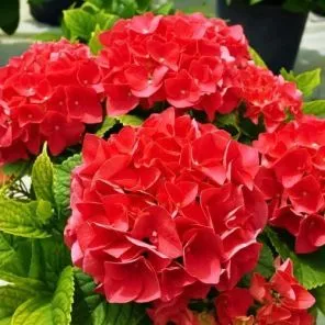 Гортензия крупнолистная Ред Мисс Хепберн