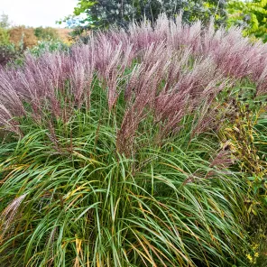 Мискантус китайский Кратер