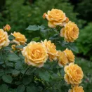 Роза чайно-гибридная малоуходная Мишель Фюген № 1