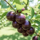 Плаэри (гибрид сливы и черешни) Свит Триат № 1