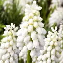 Мускари Венус № 2