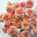 Роза шраб с ароматом спелых фруктов Бель Де Анжу № 1