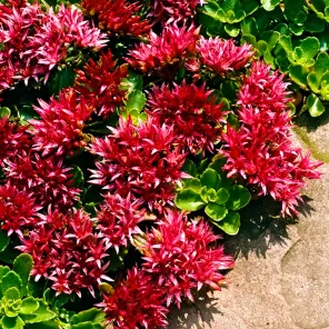 Очиток (седум) ложный Кровь Дракона