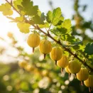 Крыжовник Английский желтый № 3