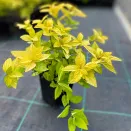 Спирея серая Грефшейм № 4