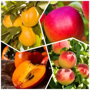 Сверхвыгода! Комплект сибирских саженцев "Сад, который не вымерзнет" из 4 сортов