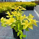 Спирея японская болезнеустойчивая Голден Принцесс № 3