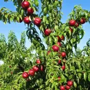 Нектарин узбекский засухоустойчивый Лола № 3