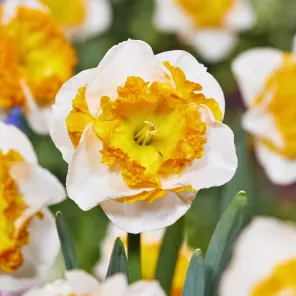 Нарцисс сплит-корона Лав Колл