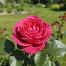 Роза штамбовая Леонардо да Винчи № 3