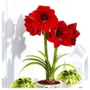 Амариллис (гиппеаструм) Гранд Дива № 1