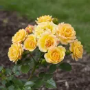Роза почвопокровная обильноцветущая Еллоу Фейри № 2