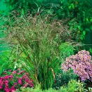 Просо прутьевидное Скво № 1