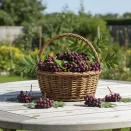 Рябина карликовая сладкая Бурка № 3