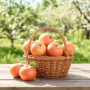 Яблоня колоновидная Баргузин № 2