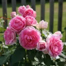 Роза канадская бессмертная Вековая № 1