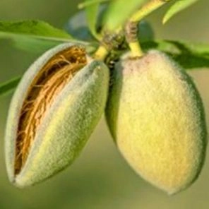 Миндаль Виктория