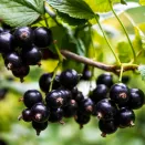 Смородина черная сверхурожайная Сокровище № 2