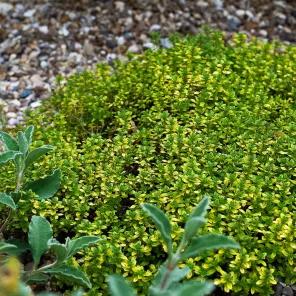 Тимьян (чабрец) лимоннопахнущий Бертрам Андерсон