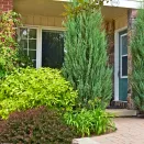 Можжевельник скальный Скайрокет № 2