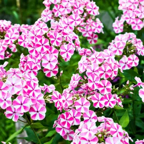 Флокс метельчатый Пепперминт Твист