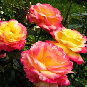 Роза чайно-гибридная Восточный Экспресс