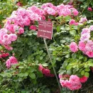 Роза почвопокровная Четыре сезона № 2