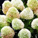 Гортензия метельчатая для новичков Саммер Лав № 3