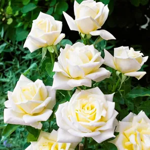 Роза чайно-гибридная Полярная звезда