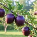 Яблоня Черный бриллиант (Алмаз) № 1