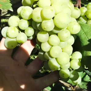 Виноград для севера Русвен