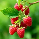 Малина ремонтантная (сверхранняя) Конек-горбунок № 2