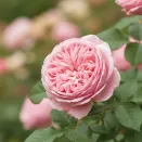 Роза английская болезнеустойчивая Спирит оф Фридом № 2