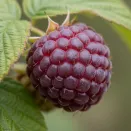 Малина ремонтантная фиолетовая Моллинг Пэшн № 2