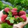 Земляника крупноплодная со вкусом персика Генри Гамбургер, 5 саж.
