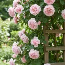 Роза плетистая неубиваемая Нью Доун № 2