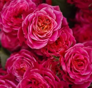 Роза чайно-гибридная горшечная Кантри Гарден