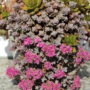 Очиток (седум) васильковый Розентепич