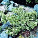 Бересклет Форчуна Эмеральд Гаити № 1