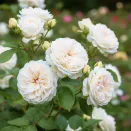 Роза английская Винчестер Кафедрал № 1