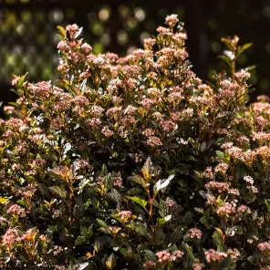 Пузыреплодник калинолистный компактный Литтл Девил