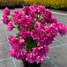 Хризантема мультифлора Свит Пинк № 2