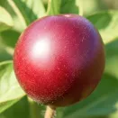 Черрикос (гибрид алычи и абрикоса черного) № 1