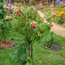 Малиновое дерево для сложного климата Терентий № 2