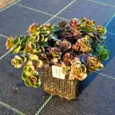 Очиток (седум) ложный Кровь Дракона № 2