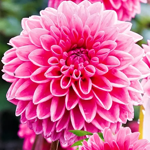 Георгина шаровидная Сандра